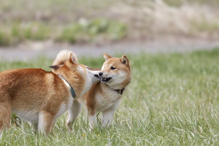 口元をなめる柴犬、二頭