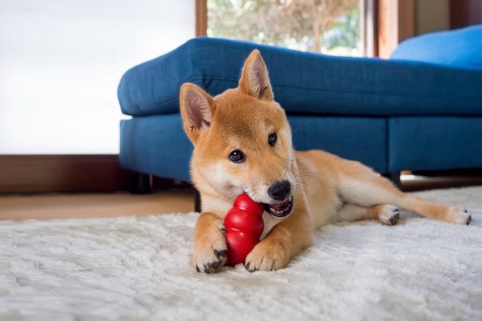 知育玩具で遊ぶ柴犬