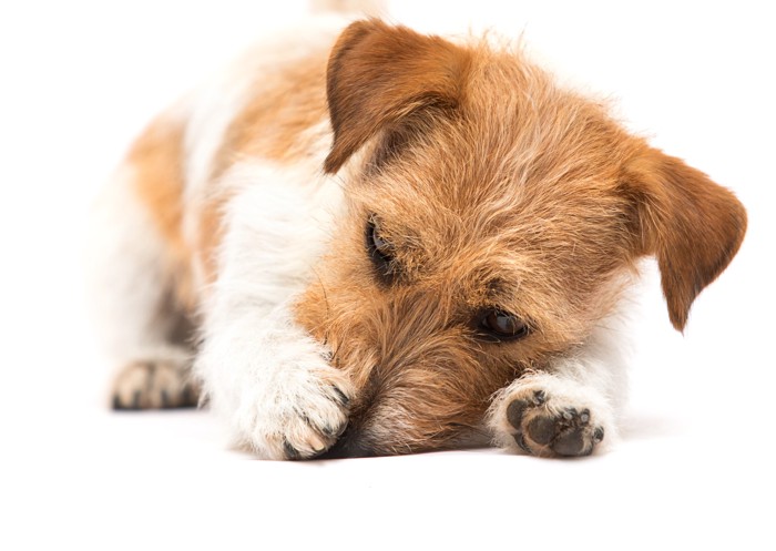 前足で顔をかきながら伏せている犬