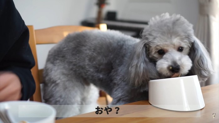 朝食を食べるグリィくん3