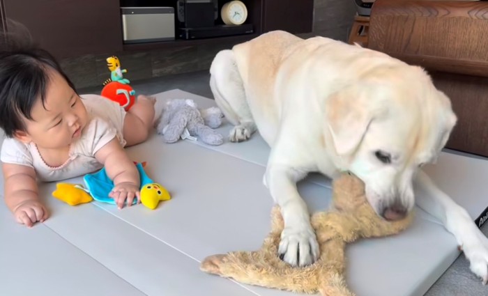 おもちゃを咥える犬とそれを見つめる赤ちゃん1