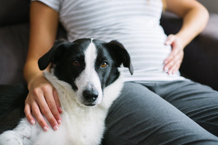 ソファーで休む妊婦さんに寄り添う犬