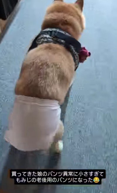 パンツが小さすぎる！