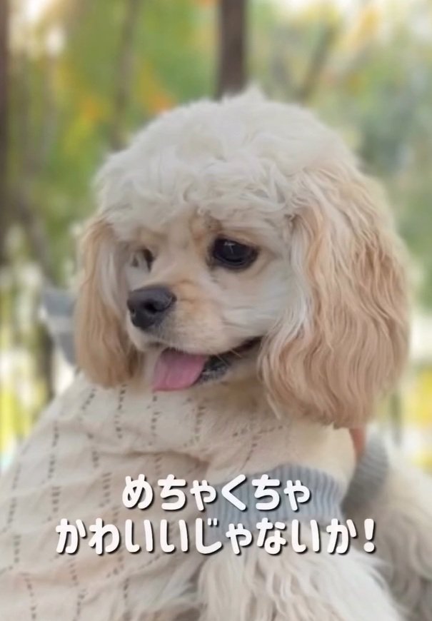 アフロが定着したパルちゃん