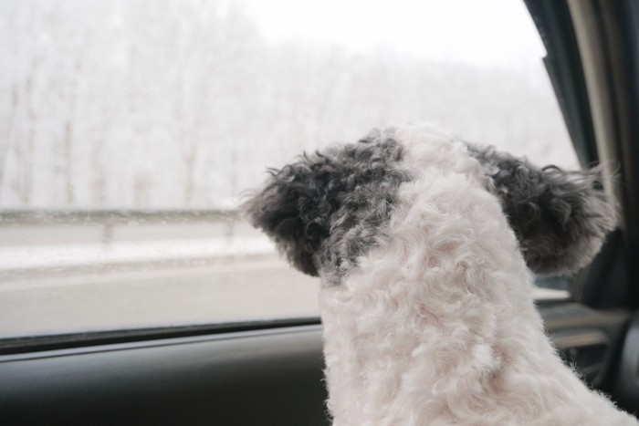 車の窓の外を見る犬