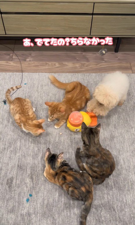 配給係をするくるみちゃん⑩