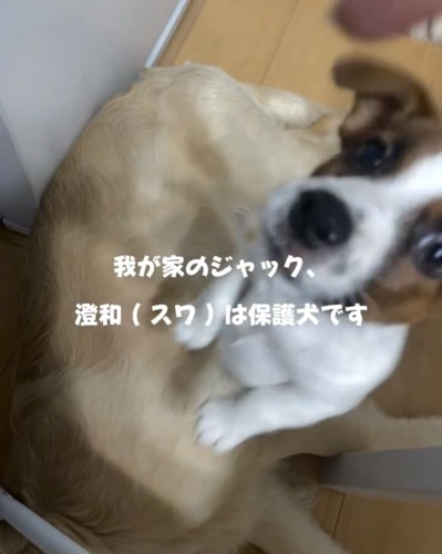 大きな犬に乗る子犬