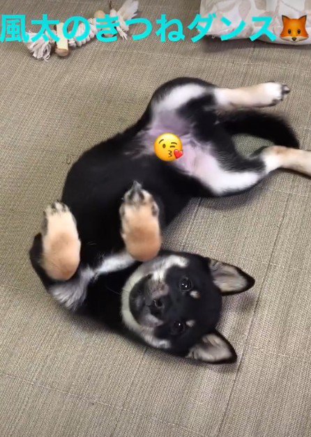 可愛すぎる風太ちゃんでした