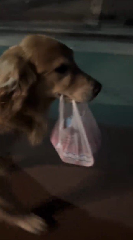 袋を咥えて歩く犬