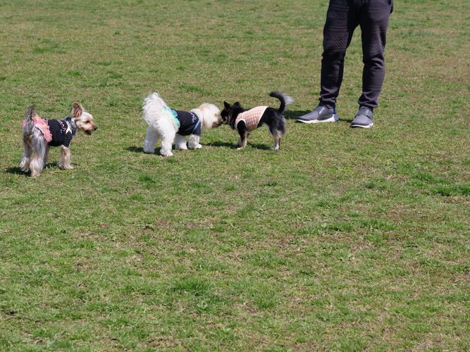 飼い主の足元で挨拶する犬たち