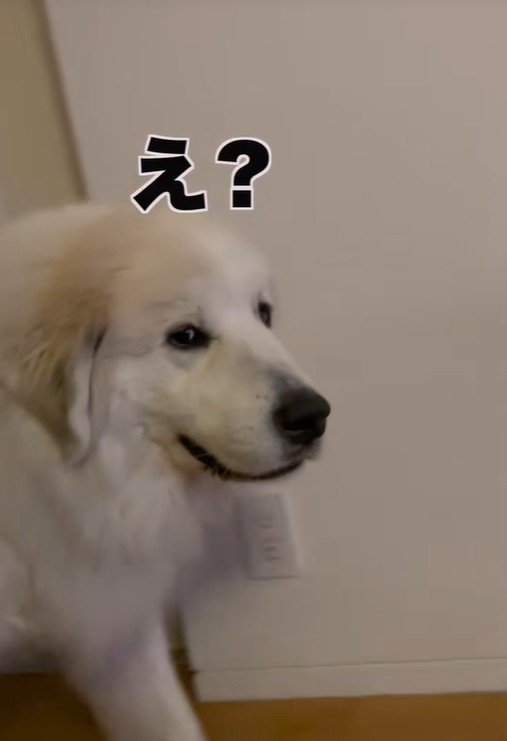 面倒臭そうにチラ見