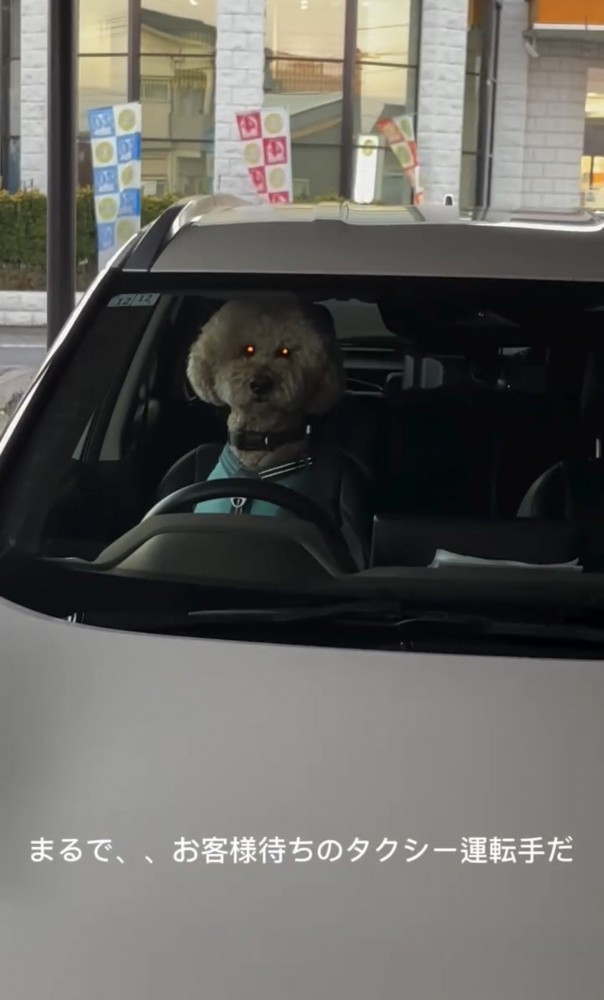 運転席で背筋を伸ばす犬