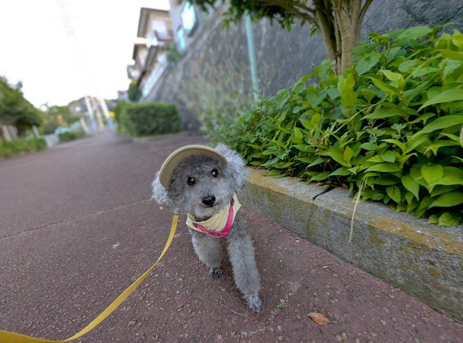 ミニプー