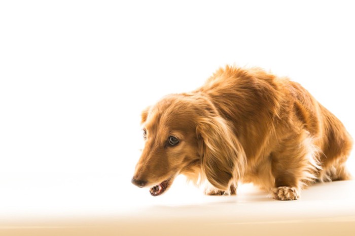 食べている犬