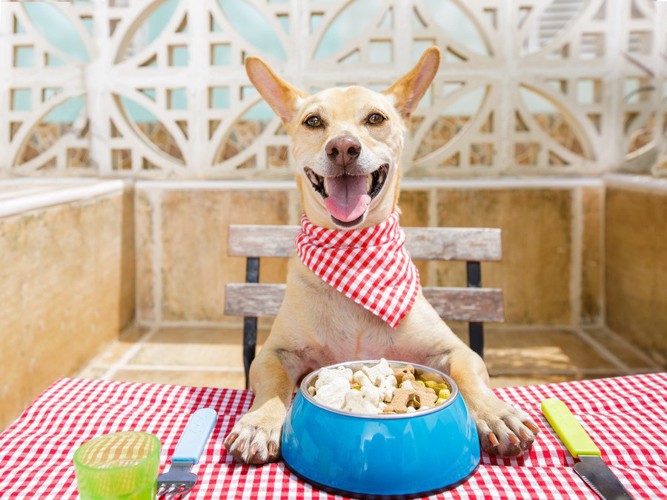 餌を前にした犬