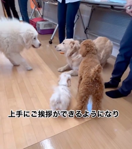 ワンコたちが集まる