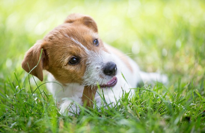 おやつを食べる子犬