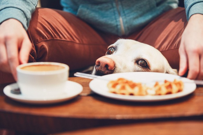 ワッフルと犬