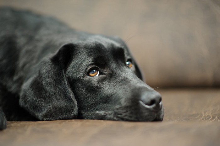 悲しそうにソファで休む犬