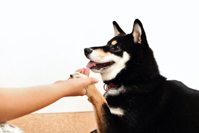 お手をしている柴犬