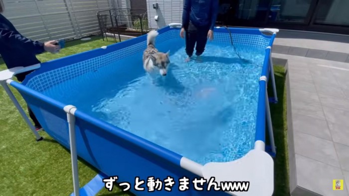 動かないもんちゃん