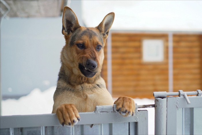 訪問者を警戒する犬