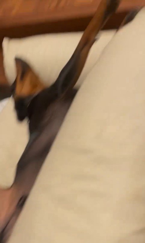 テンくんとニルくんの違い9