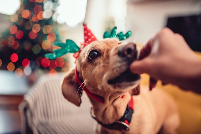 カチューシャをつけて食べ物をもらう犬