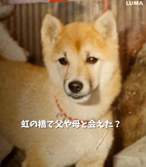 こちらを見る犬