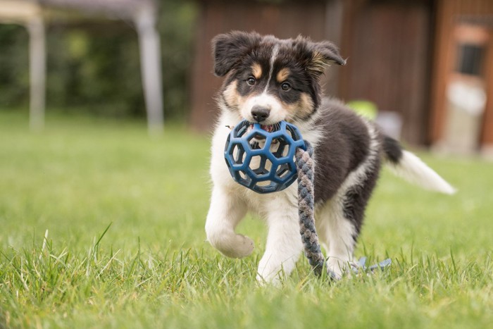 おもちゃを咥えてダッシュしてくる犬