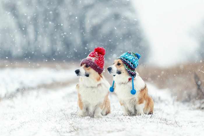 雪道で色違いの二ット帽子をかぶって座る2匹の犬