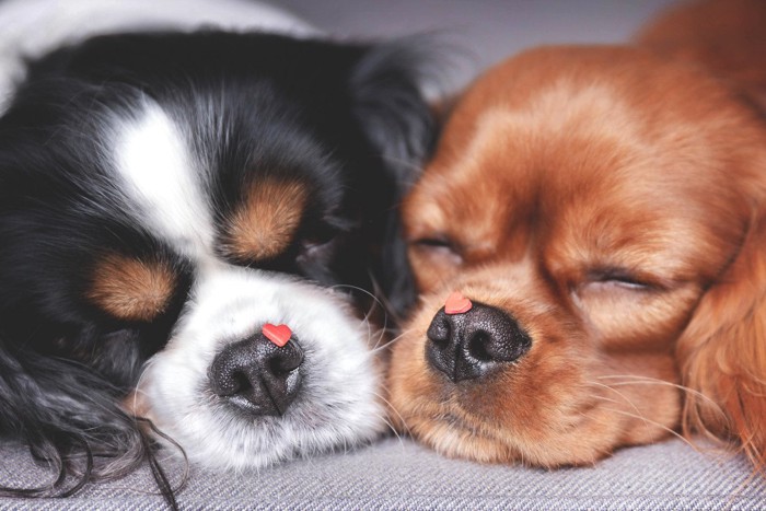 ハートをつけた2匹の犬の顔