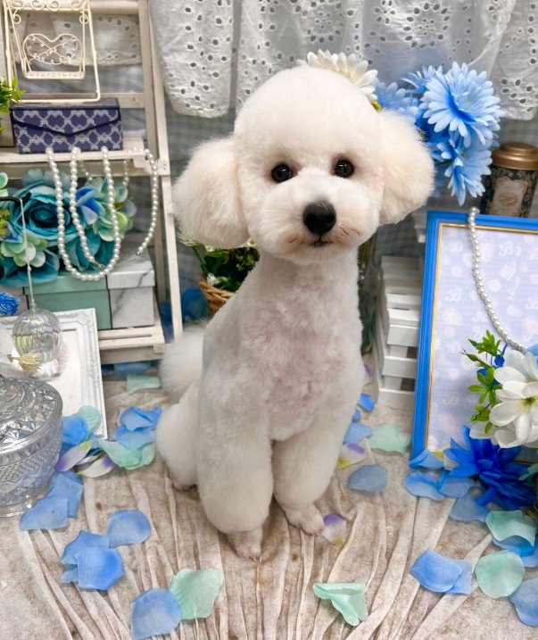 甘えん坊な兄犬