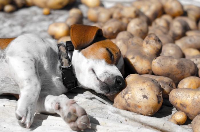 収穫したじゃがいものそばで眠っている犬