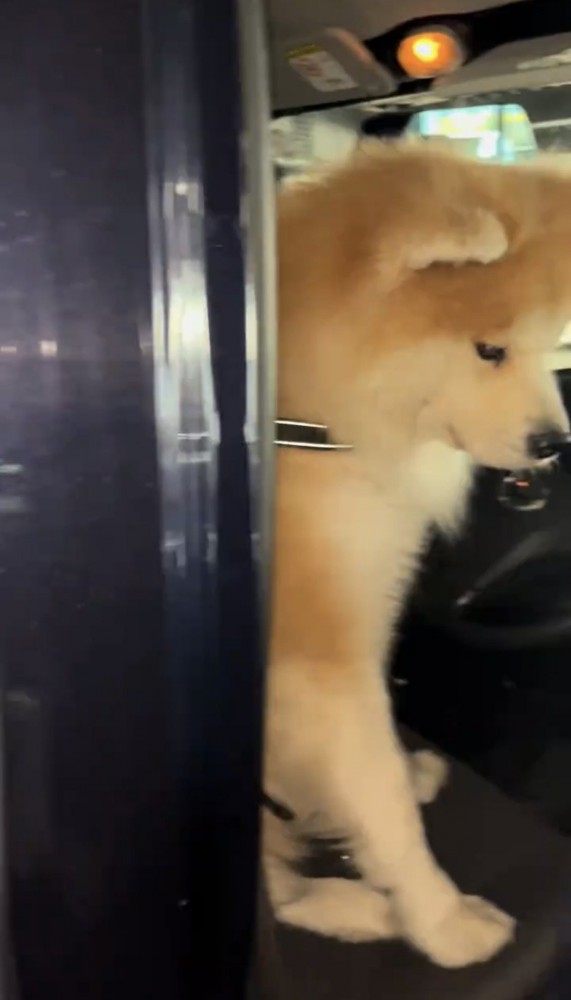 ドアのそばに座る犬