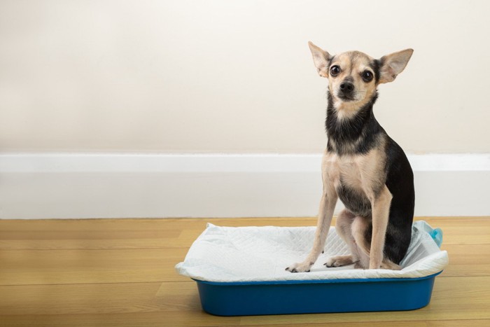 トイレシーツに座る犬