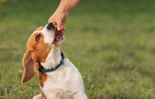 レバーを食べる犬