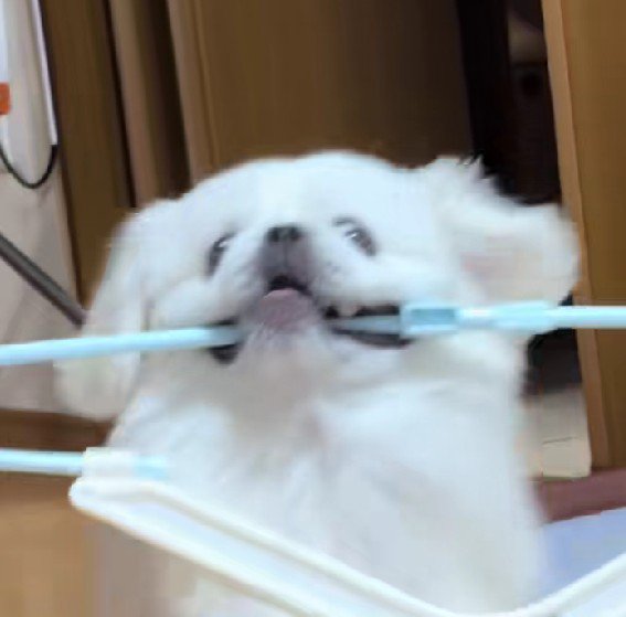 誇らしげな表情にホッコリ！