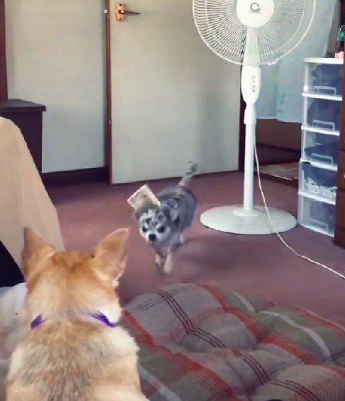 部屋に突撃してきたわんこ