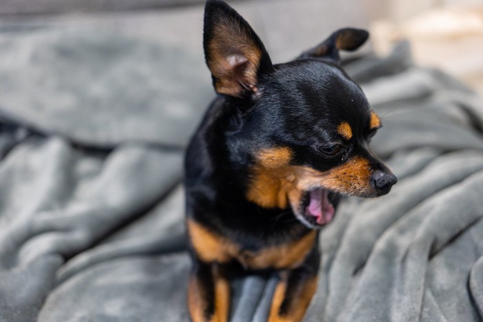 口を開けた犬