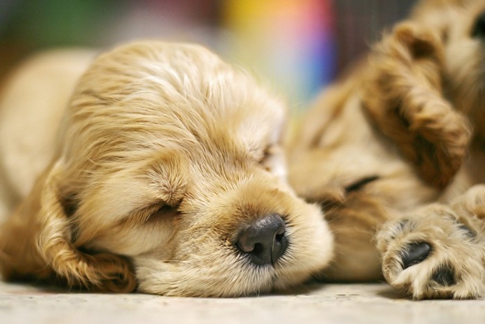 兄弟と一緒に眠る子犬