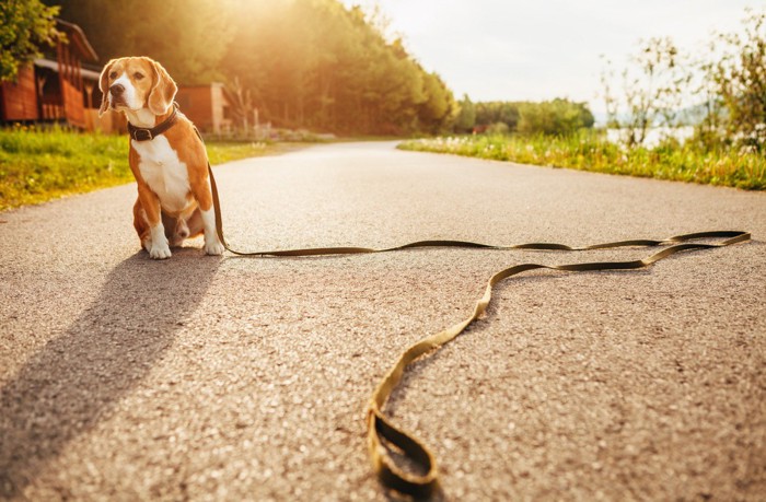 リードをつけたまま道路で迷子になっている犬