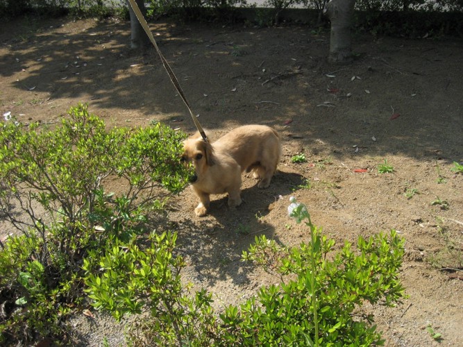 人が信用できない犬