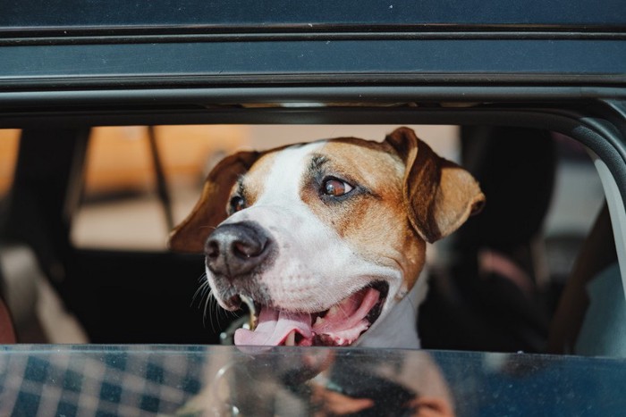 自動車の中に座っている犬