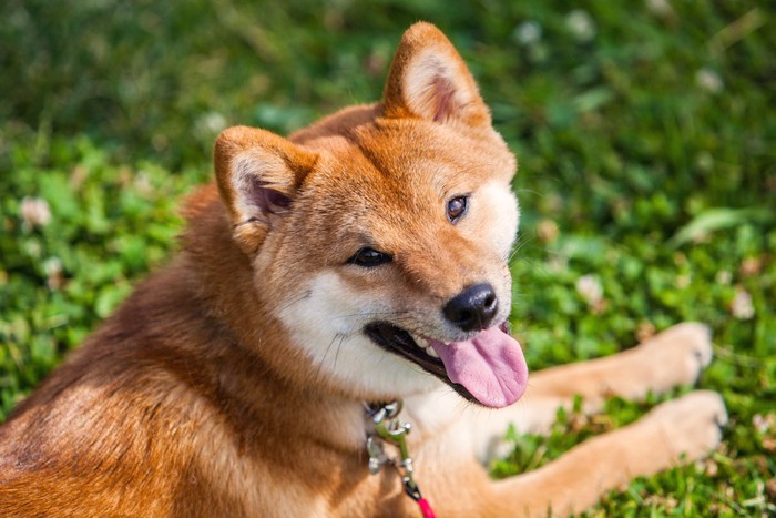 伏せをしてこちらを向く柴犬