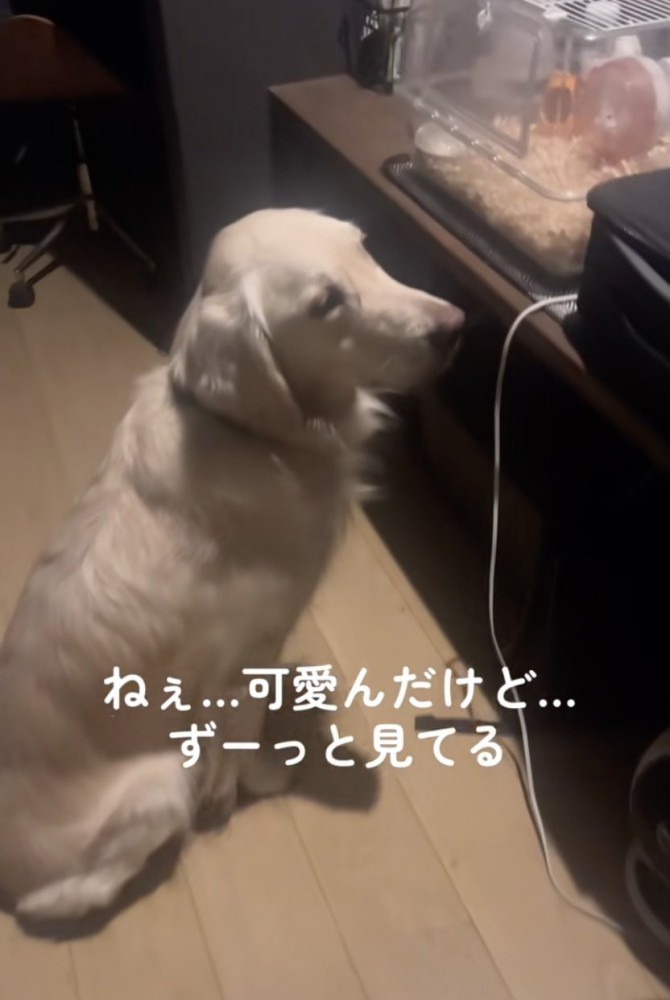 わかめちゃんの気付いた