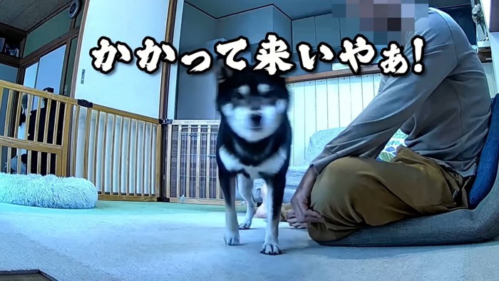 男性と犬