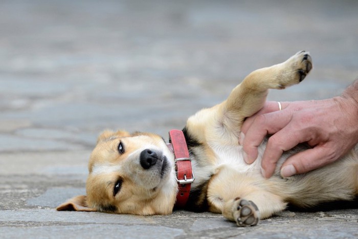 道端で仰向けになって撫でられている犬