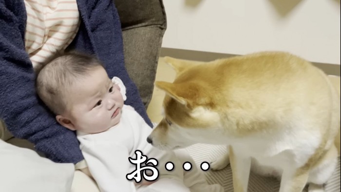 赤ちゃんに顔を近づける犬