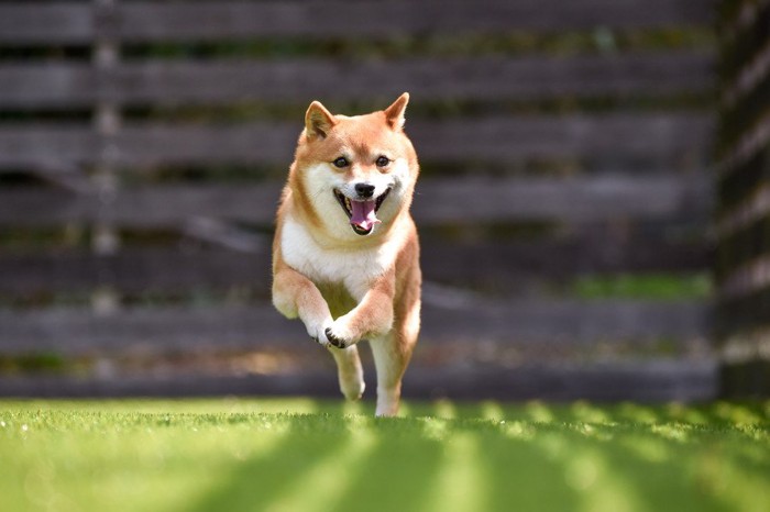 うれしそうに走ってくる柴犬